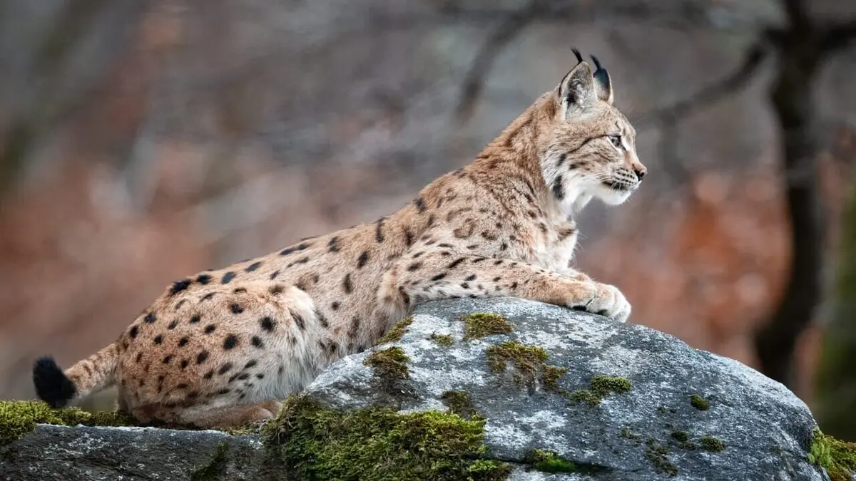 Sur la piste du lynx