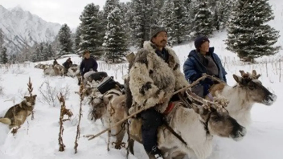 Sur la piste du renne blanc