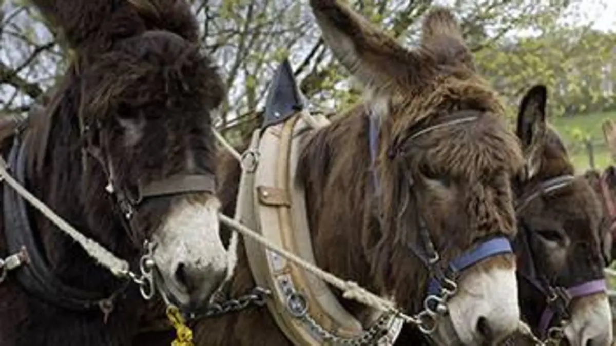 Sur la route des ânes