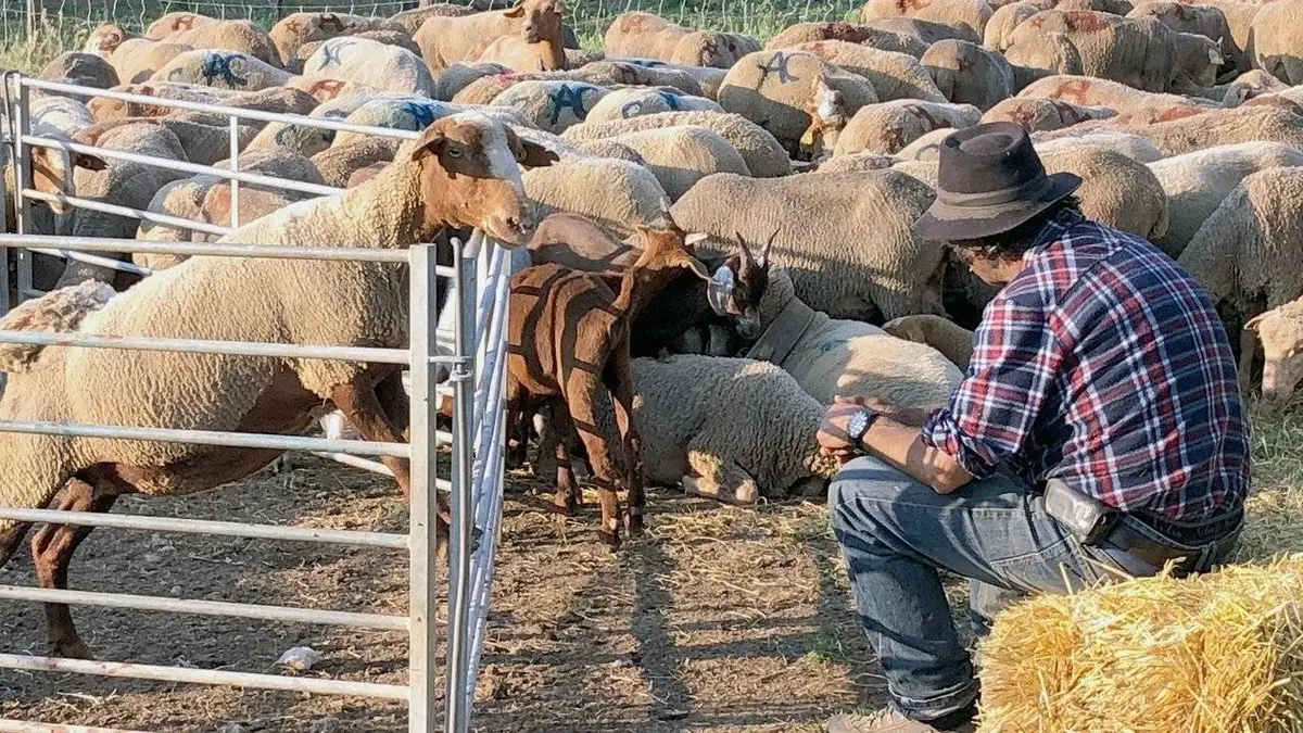 Sur la route des bergers