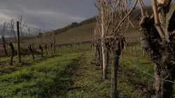 Sur la route des vins du Nord