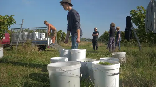 Sur la route des vins du Nord