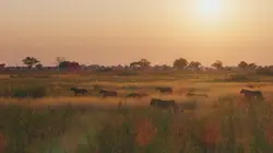 Sur la terre des grands félins Vision nocturne