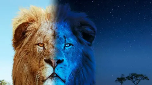 Sur la terre des grands félins