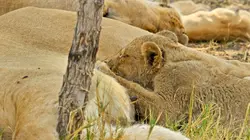 Sur la terre des grands félins Instinct maternel