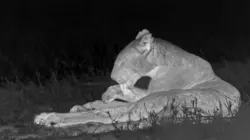 Sur la terre des grands félins Instinct maternel