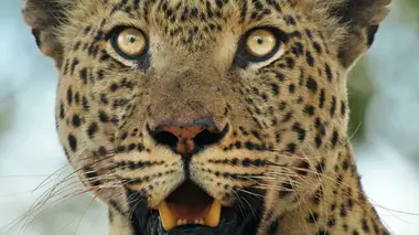 Un guépard parmi les lions