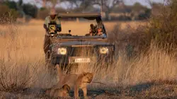 Sur la terre des grands félins