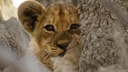 Visuel de Sur la terre des grands félins