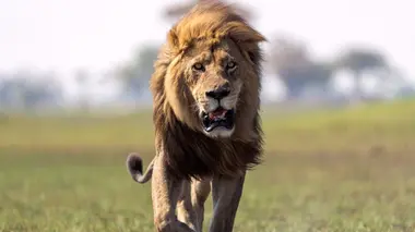 Les jeunes héritiers