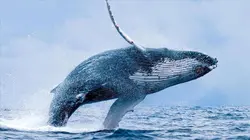 Sur le dos des baleines