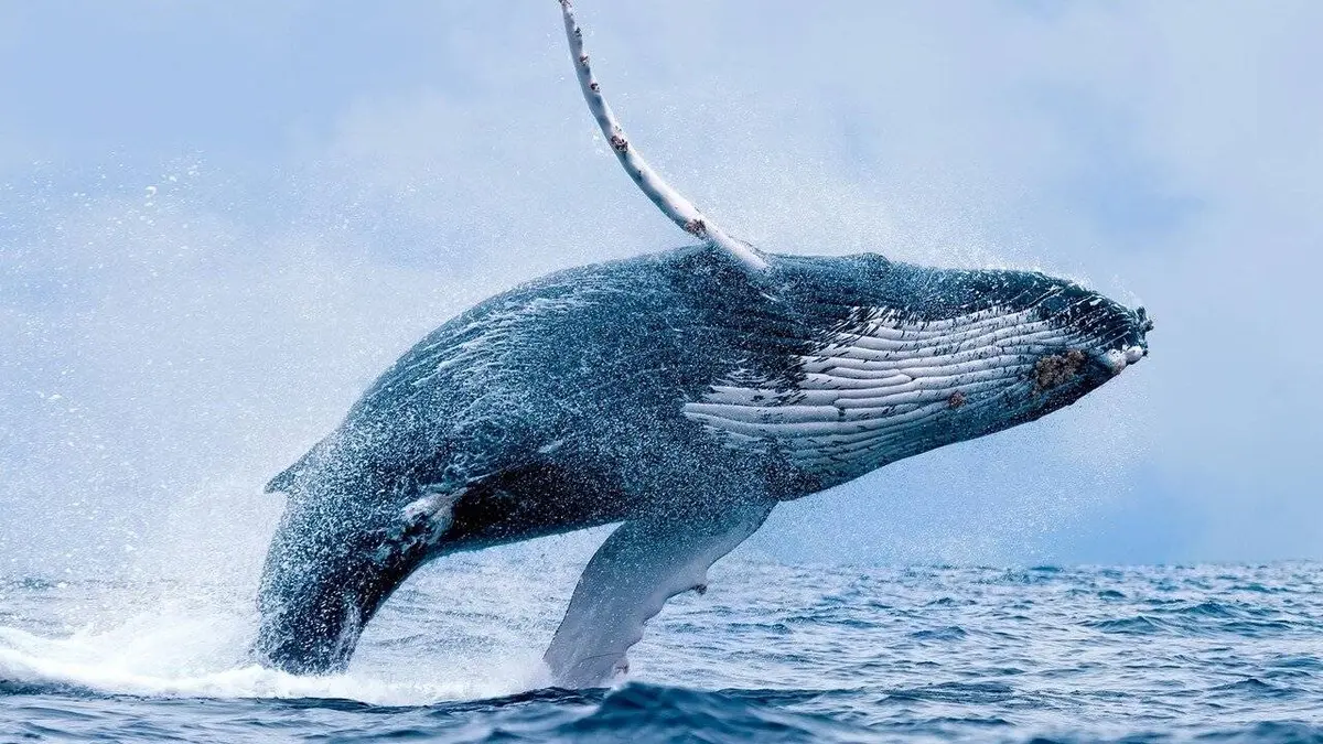 Sur le dos des baleines