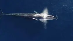 Sur le front Les océans