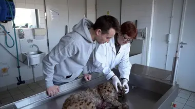 Sur le front Des animaux menacés