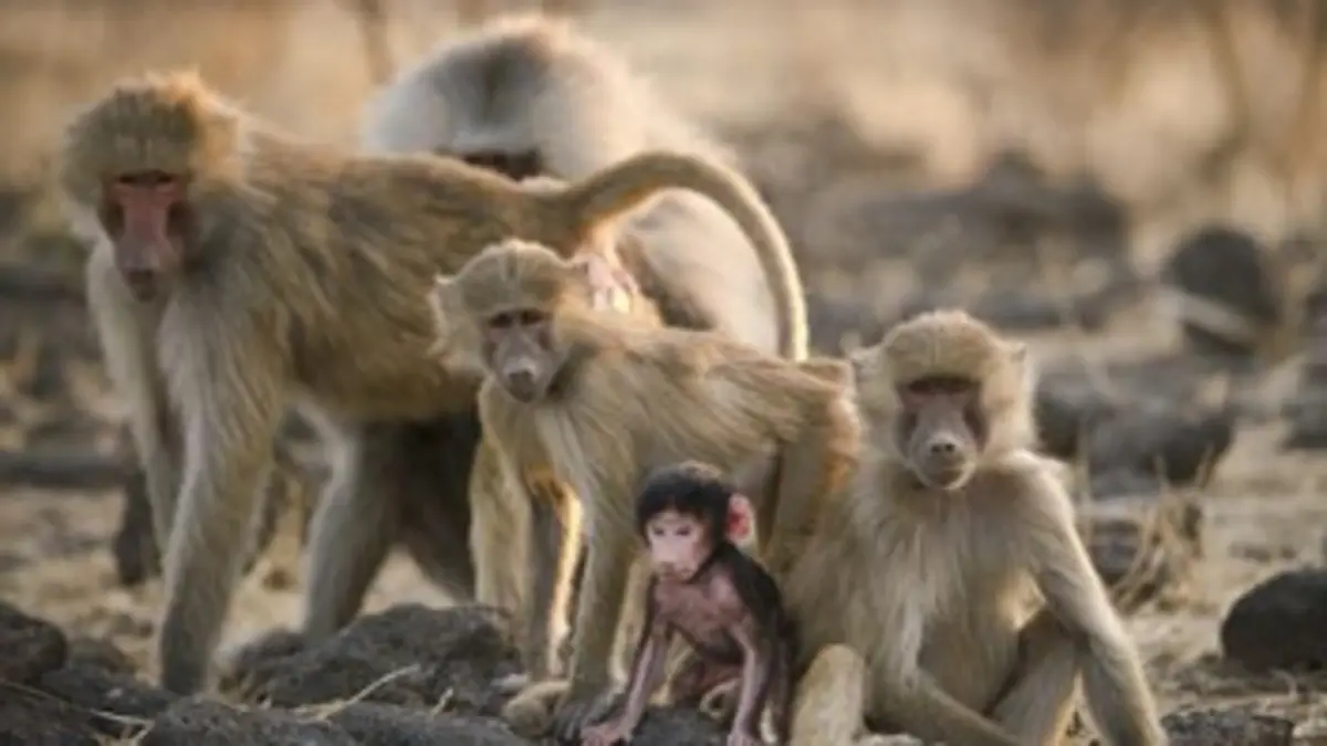 Sur le territoire des babouins