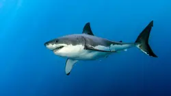 Sur le vif ! Quand les requins attaquent