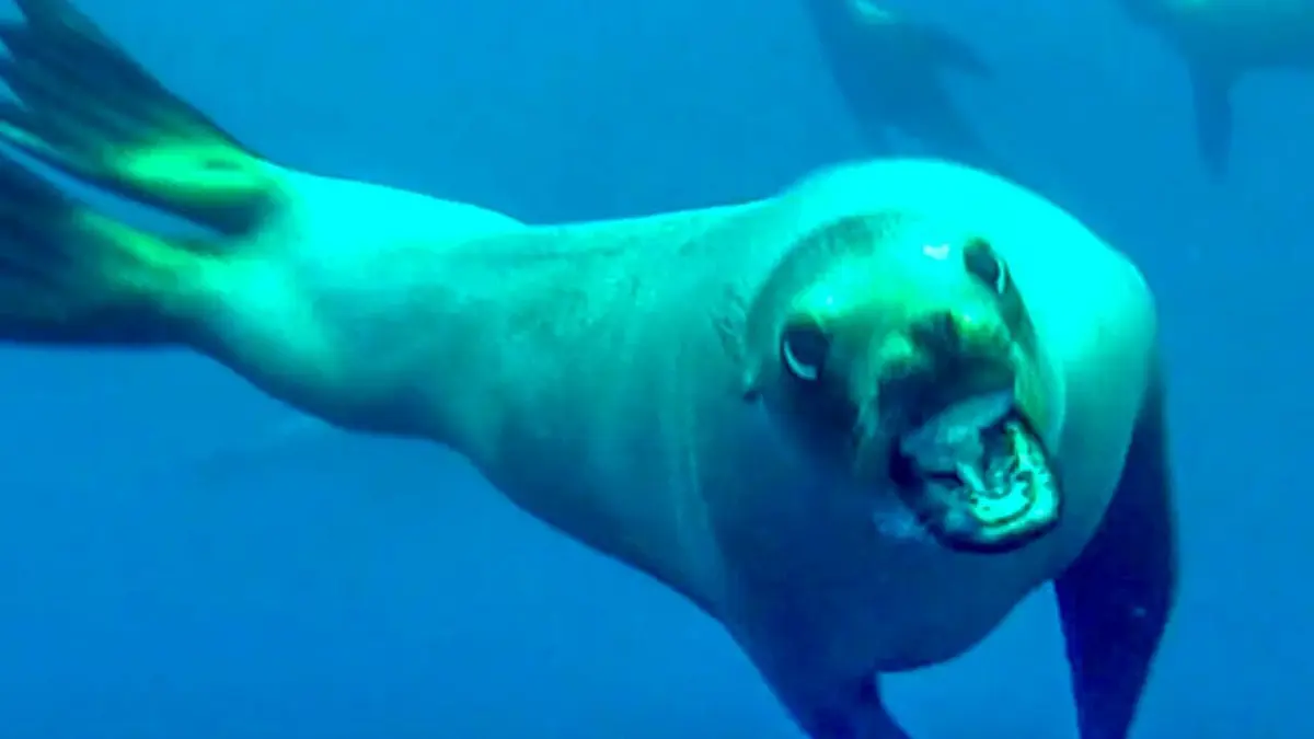 Sur le vif : vidéos insolites La nature contre-attaque