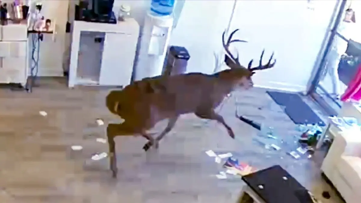 Sur le vif : vidéos insolites Le règne animal