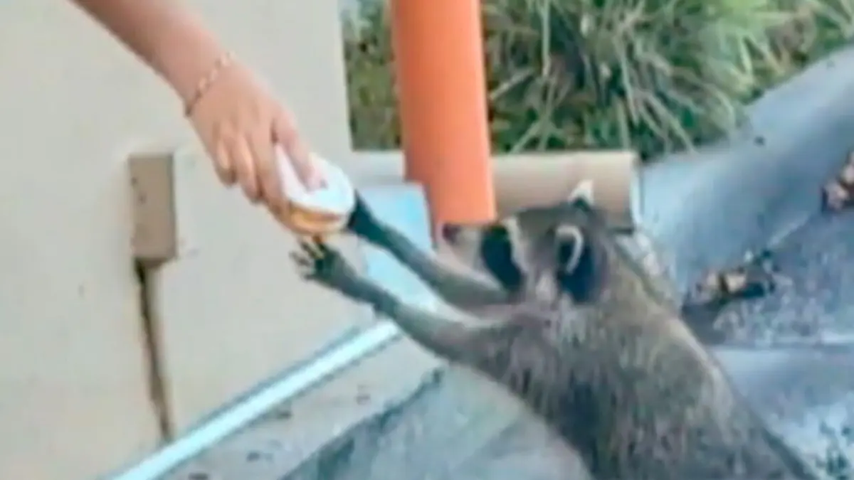 Sur le vif : vidéos insolites Service sans sourire