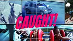 Sur le vif : vidéos insolites