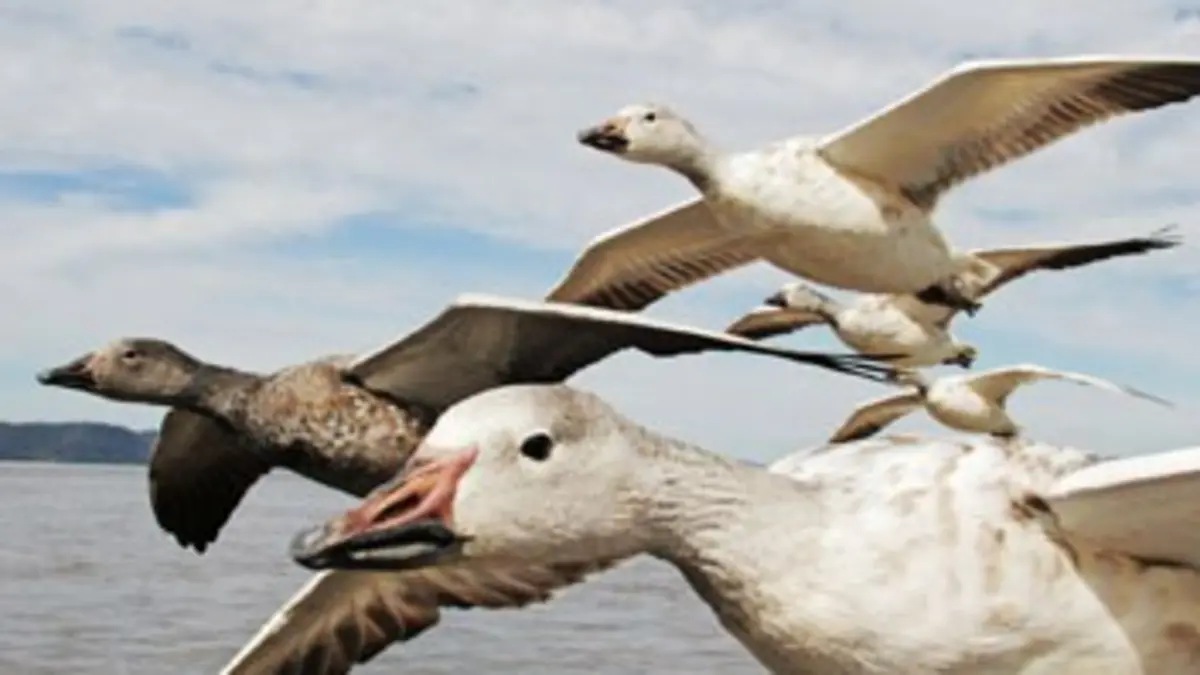 Sur les ailes des oiseaux E01 L'Amérique du Nord