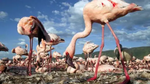 Sur les ailes des oiseaux E02 L'Afrique