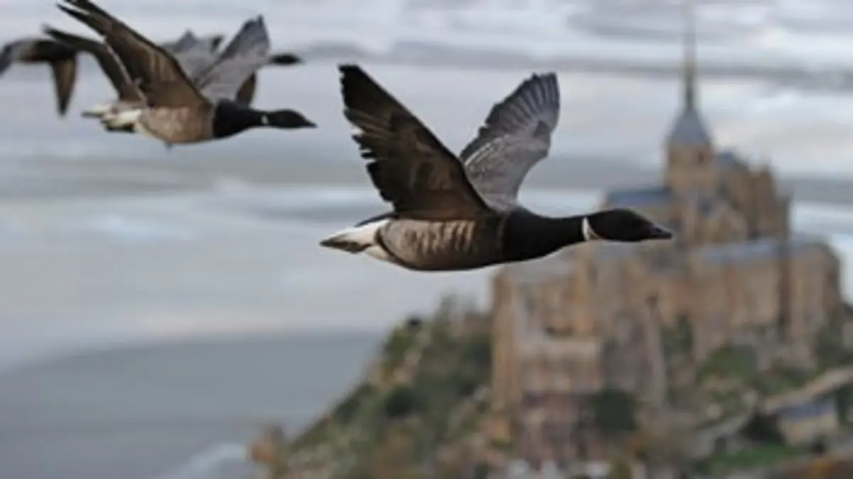 Sur les ailes des oiseaux E03 L'Europe