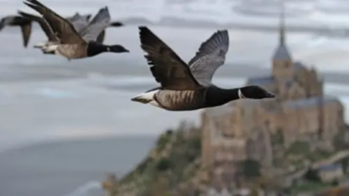 Sur les ailes des oiseaux E03 L'Europe