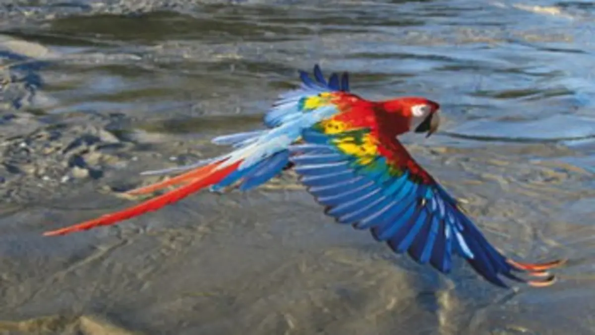 Sur les ailes des oiseaux E04 L'Amérique du Sud