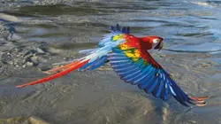 Visuel de Sur les ailes des oiseaux