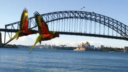 Sur les ailes des oiseaux