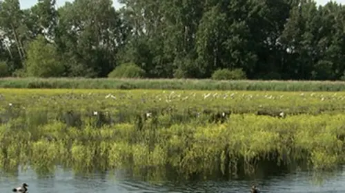 Sur les étangs de Brenne