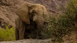 Wild Africa : Rivers of Life