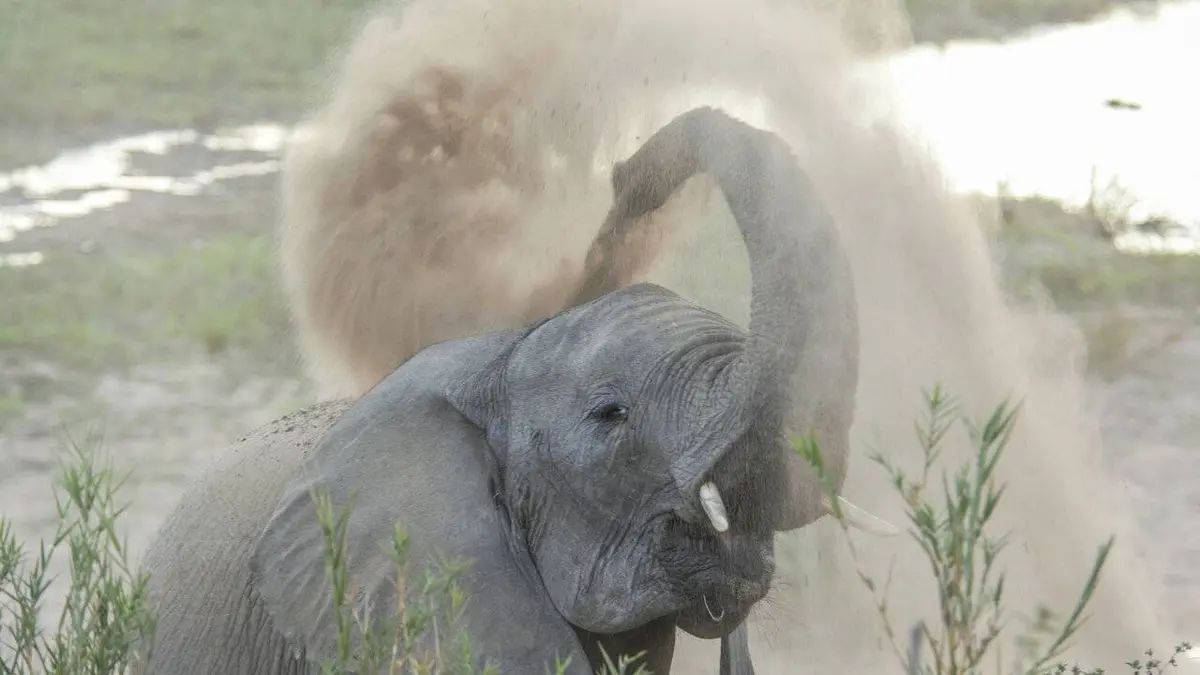 Sur les rives de l'Okavango