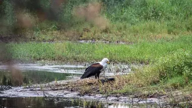 Sur les rives de la Luangwa