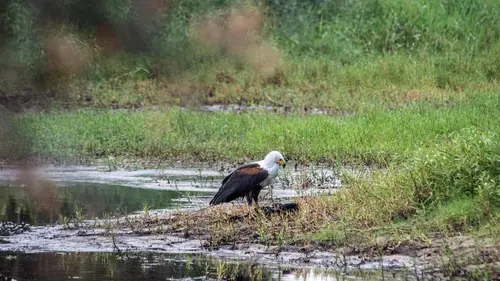 Sur les rives de la Luangwa