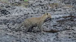 Sur les rives de la Sand