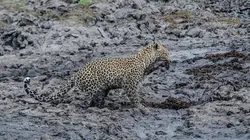 Sur les rives de la Sand