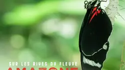 Sur les rives du fleuve Amazone