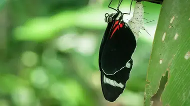 Les orphelins de la jungle