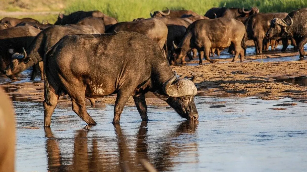 Sur les rives du Nil