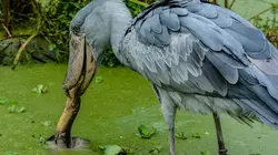 Sur les rives du Zambèze