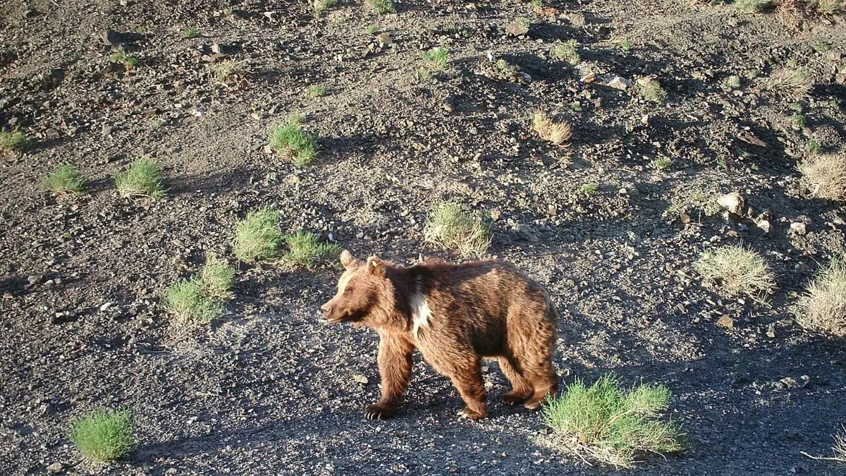Sur les traces de l'ours de Gobi