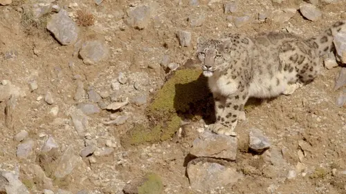 Sur les traces de la panthère des neiges