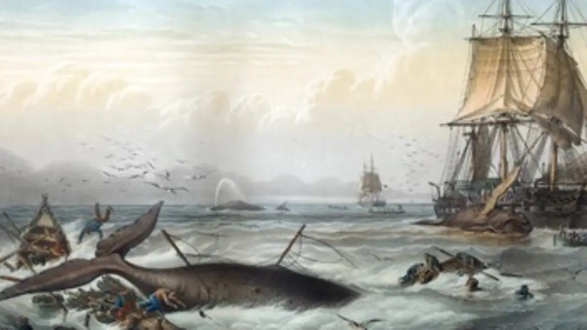 Sur les traces de Moby Dick