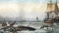 Visuel de Sur les traces de Moby Dick