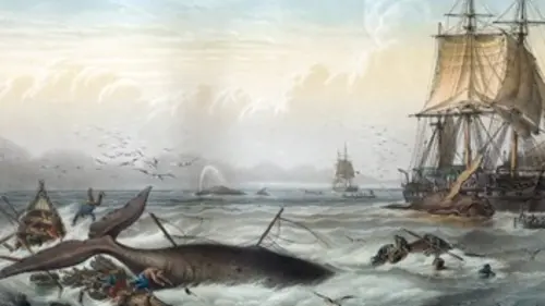 Sur les traces de Moby Dick