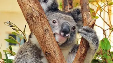 Sur les traces de Steve Irwin