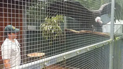 Sur les traces de Steve Irwin