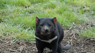 Sur les traces de Steve Irwin